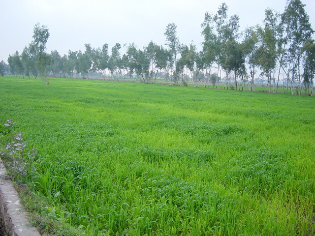 fields-outside-school